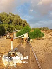  27 مزرعه 2 هكتار بمدينة الزاويه بسعر مناقس