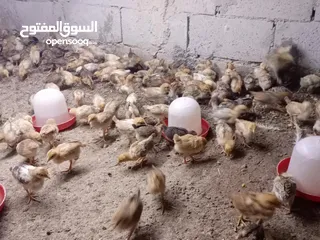  2 صوص بلدي عمر 38 يوم   صوص بلدي عمر 18 يوم