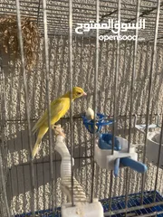  4 كنار هوزو بلدي ومختم