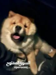  3 جرو تشاو تشاو