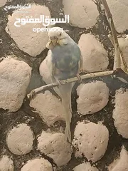  1 عصافير حب للبيع او بدل