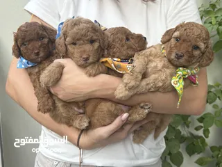  2 Toy Poodle puppies PREMIUM