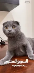  10 British shorthair and Scottish fold(gray)