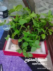  2 Mint plants ready for transplant