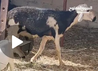  1 كبش تهجين نجدي