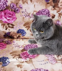  16 للتزاوج فقط ذكور جولدن غولدن بيور دم نقي لعشاق التميز
