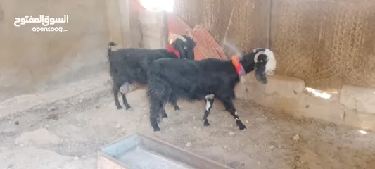  8 4معزا كفالة حليب 3خمسيات وحده جميع