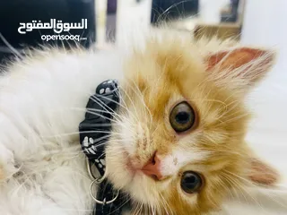  1 قطه للبيع النوع(برتش)