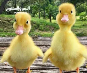  4 بطبوط صار  متوفر عنا