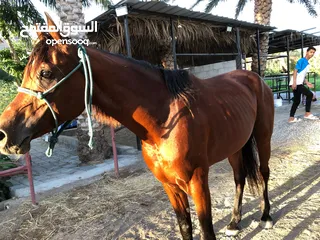  3 خيل عربي اصيل