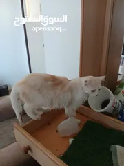  4 قطة انثى و ابنتها شينشيلا