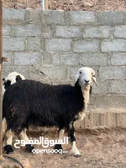  1 جاعده نجديه ام اول ولده