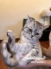  1 قطه british shorthair