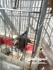  1 طائر كوكتيل أليف  للبيع