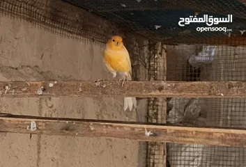  1 كناري مال محمية للبيع