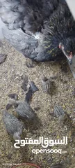  3 متوفر 3جواز حجل بلدي شغالات العمر حوالي سنتين تفقيس جاجه   جاجه قرقه تحتها 8فراخ حجل  12بيضه حجل