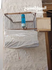 1 عصافير جنه للبيع على وجه بيض مع قفص خشبي وعش خشبي للبيع الموقع الكرك العدنانيه اي استفسار الاتصال