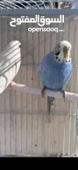  2 زوج طيور بادجي للبيع