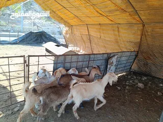  16 ماغز لاتينو جامبو وسيناني الاول في العالم للحليب