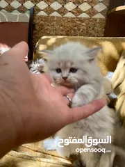  27 5 قطط مكس للبيع