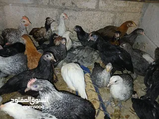  8 فرخات عمر 3 شهور وشهرين ونص