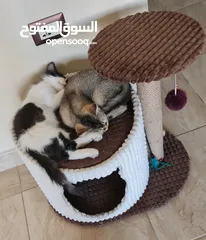  1 لقطة الموسم خاصة للي بحبوا القطط المرحة.. قطين ذكر للبيع مع بعض و كامل اغراضهم