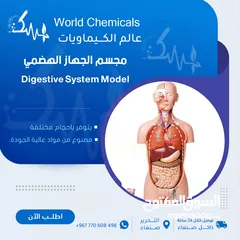  1 مجسم الجهاز الهضمي - Digestive System Model