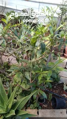  2 الواحة الخضراء  اعمال تقليم زراعة وعناية وترتيب حول المنزل