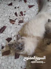  5 قطط همالايا اناث
