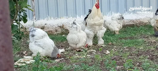  4 بيض دجاج براهما رزي