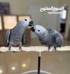  1 Talking African Grey Parrots