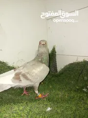  26 حمام كش للبيع كوم