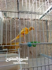  3 طيور كنار نخب اول مستويات حلوه للبيع