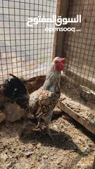  4 دجاج بلدي للبيع