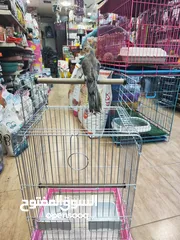  2 ببغاء كوكتيل اليف ، مع قفص و ستناد شاهد الوصف احلى هدية ، بالعيد لا تعايد خد طير لخطيبتك