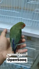  2 لافبيرد اليف