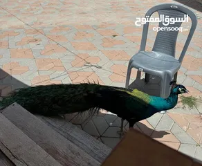  1 Peacock 2 years