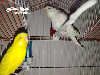  4 جوزين حب البينو للبيع