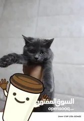  1 سكوتش ستريت  من ام واب سكوتش صنف عالي