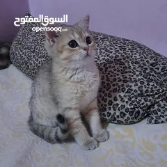  9 ما شاء الله تبارك الله ..... مجموعة من الكتنز بأنوع مختلفة .... .. (موجود تفاااصيل اكتر بالوصف) ..