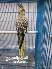  3 Parrot for sale