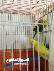  17 Othman10Othman@@