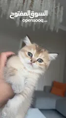  13 British chinchilla kittens for adoption