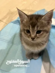  8 قطط سكُوتش فولد مكس مين كون وشانشيلا