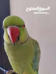  7 ببغاء درارة هندي ذكر كوكو عمر سنتين مطوق اليف جدا ما بعض نهائي لعوب بحب الاطفال