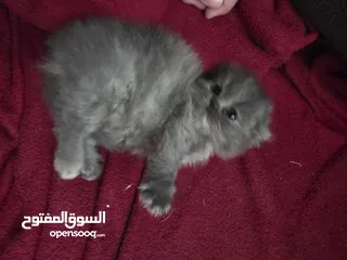  1 أنثى شانشيلا للبيع ...عمر شهر وونص الموقع الزرقاء الجديدة