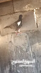  1 جواز حمام شغلات