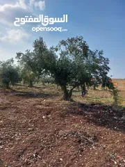  6 ارض زراعية ،مشجرة زيتون للبيع،ابسر ابو علي