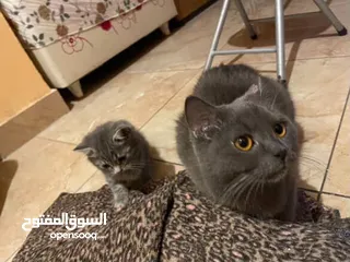  1 قطتين للبيع الكبيره بريتش سكوت شورت هير بيور والصغيره بريتش سكوت مكس اقرء الوصف
