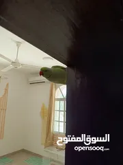  2 2 beautiful parrots